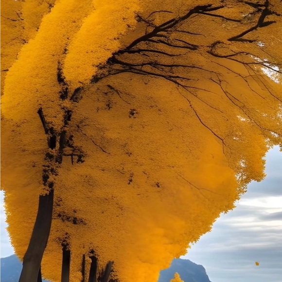 Meet your Posher, Jayden - Picture 1 of 1